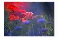 Mohn A 01